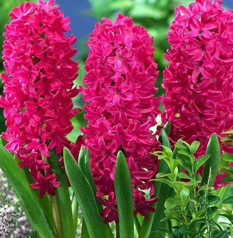 风信子种球水培盆栽水养植物种子土培室内外桌面花卉水仙花大