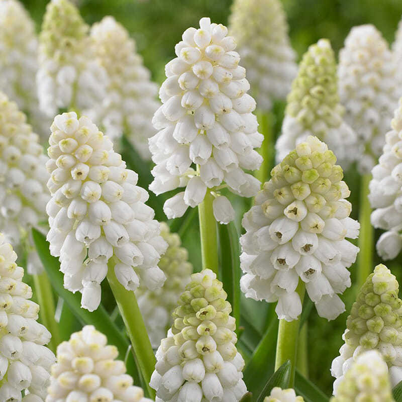 风信子种球水培盆栽水养植物种子土培室内外桌面花卉水仙花大