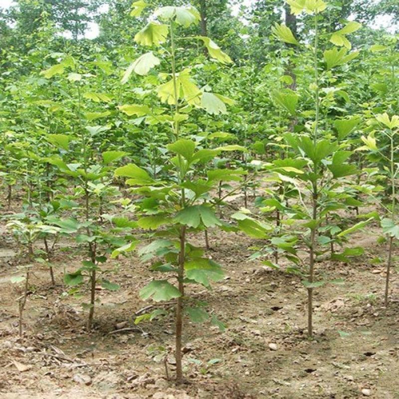 银杏树苗占地拆迁苗银杏小苗银杏苗白果苗庭院植物行道绿化苗
