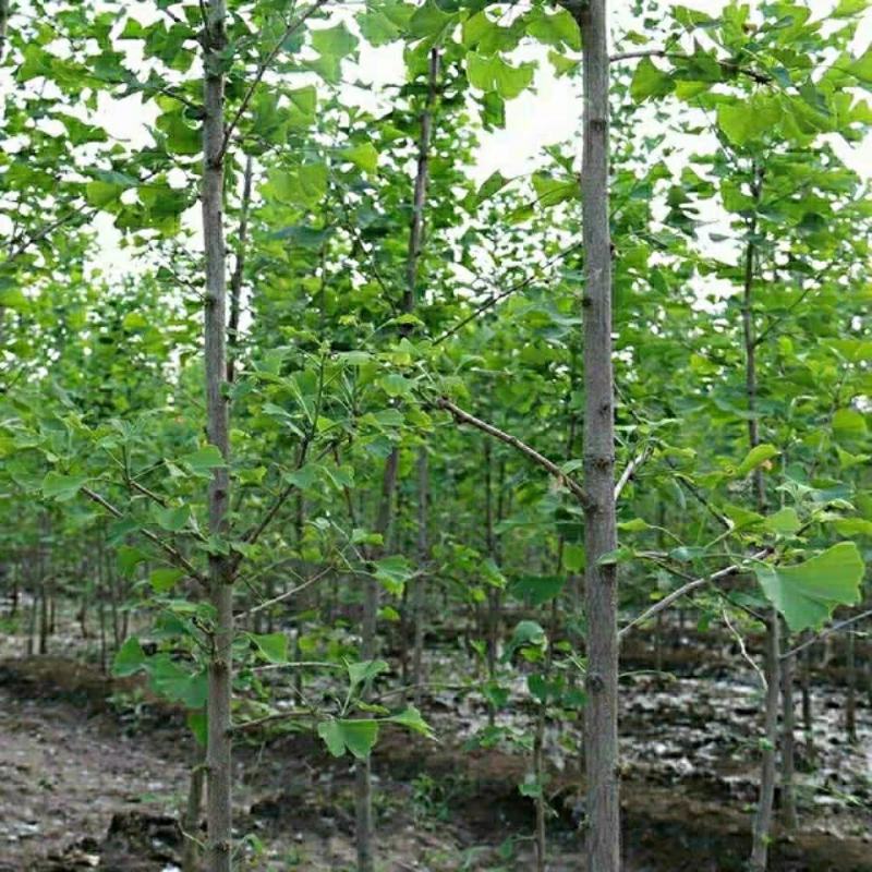 银杏树苗占地拆迁苗银杏小苗银杏苗白果苗庭院植物行道绿化苗