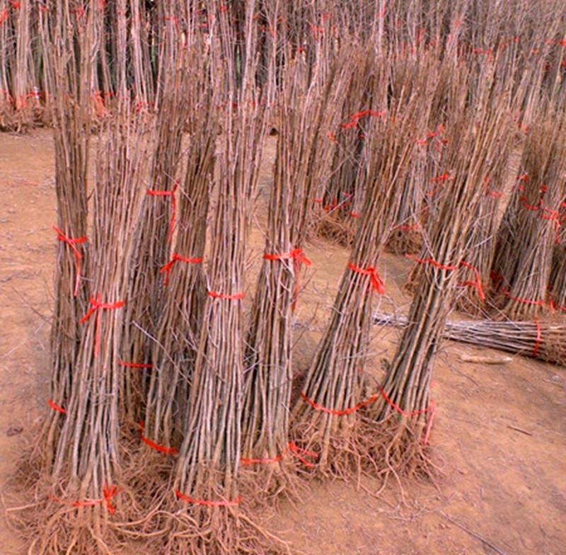 银杏树苗占地拆迁苗银杏小苗银杏苗白果苗庭院植物行道绿化苗