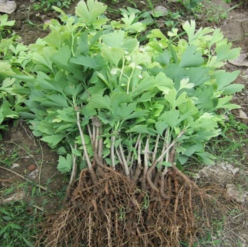 银杏树苗占地拆迁苗银杏小苗银杏苗白果苗庭院植物行道绿化苗
