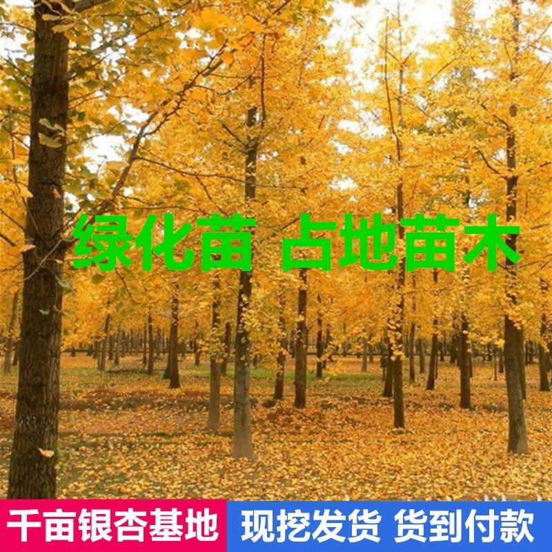 银杏树苗占地拆迁苗银杏小苗银杏苗白果苗庭院植物行道绿化苗