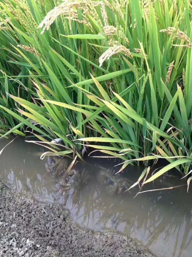 盘锦湿地生态蟹田大米原产地上市！
