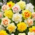 水仙花种子荷兰水仙花种球四季水养植物室内花卉水培耐寒