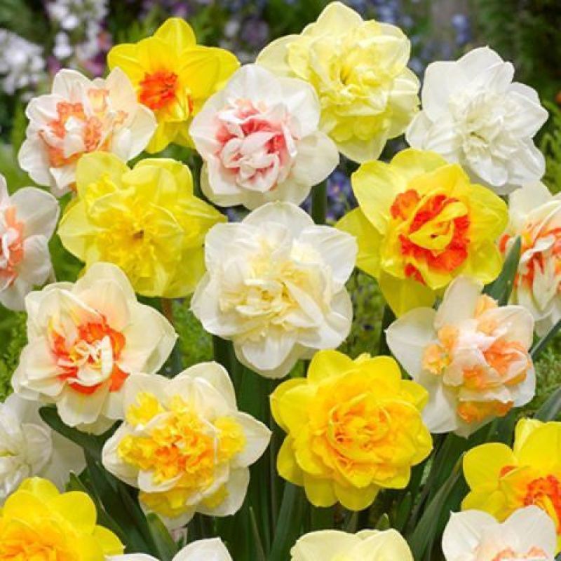 水仙花种子荷兰水仙花种球四季水养植物室内花卉水培耐寒