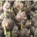 水仙花种子荷兰水仙花种球四季水养植物室内花卉水培耐寒