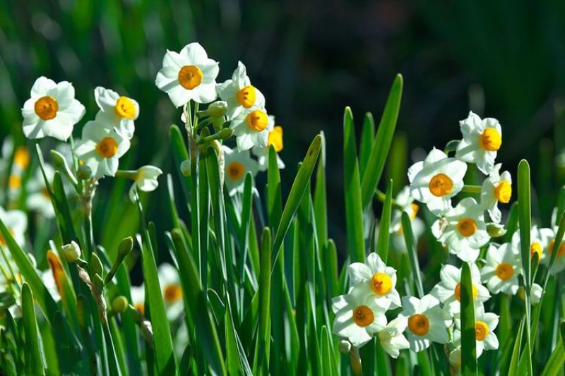 水仙花种子荷兰水仙花种球四季水养植物室内花卉水培耐寒