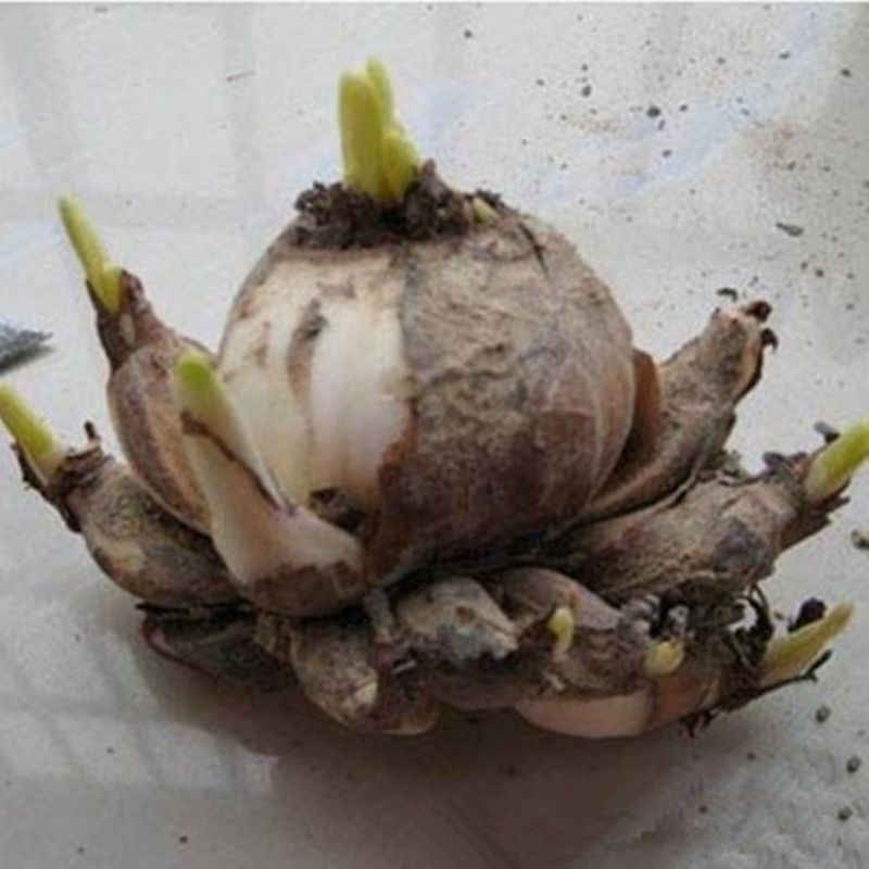 水仙花种子荷兰水仙花种球四季水养植物室内花卉水培耐寒