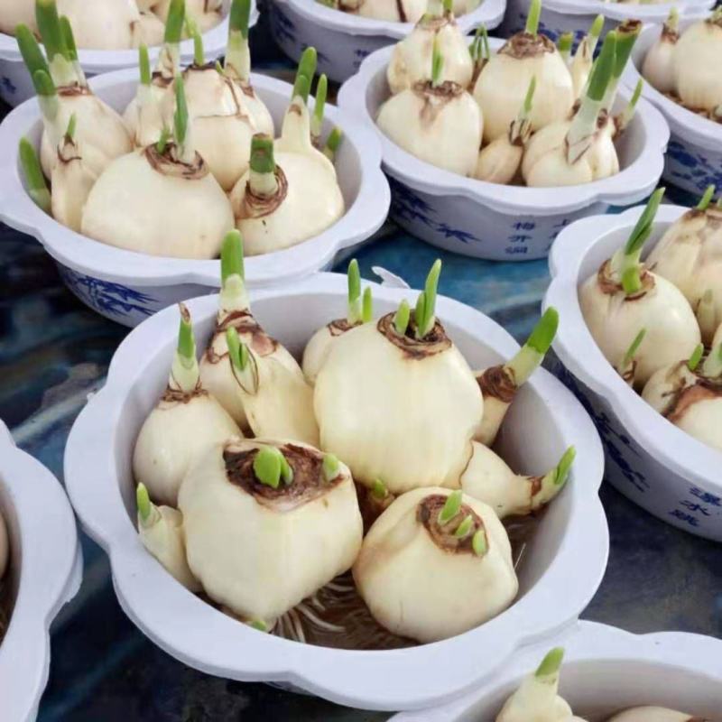 水仙花种子荷兰水仙花种球四季水养植物室内花卉水培耐寒