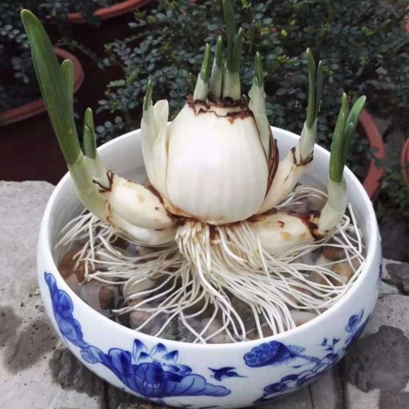 水仙花种子荷兰水仙花种球四季水养植物室内花卉水培耐寒