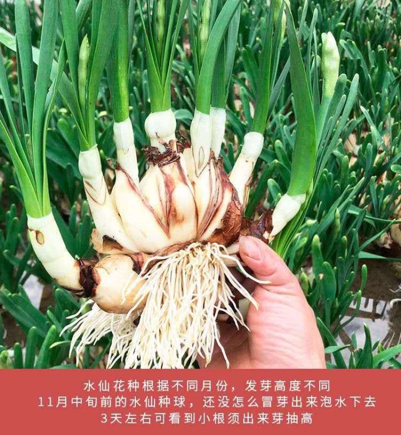 水仙花种子荷兰水仙花种球四季水养植物室内花卉水培耐寒