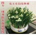 水仙花种子荷兰水仙花种球四季水养植物室内花卉水培耐寒