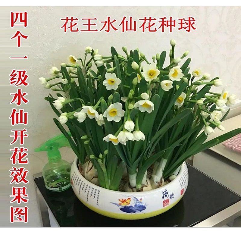 水仙花种子荷兰水仙花种球四季水养植物室内花卉水培耐寒