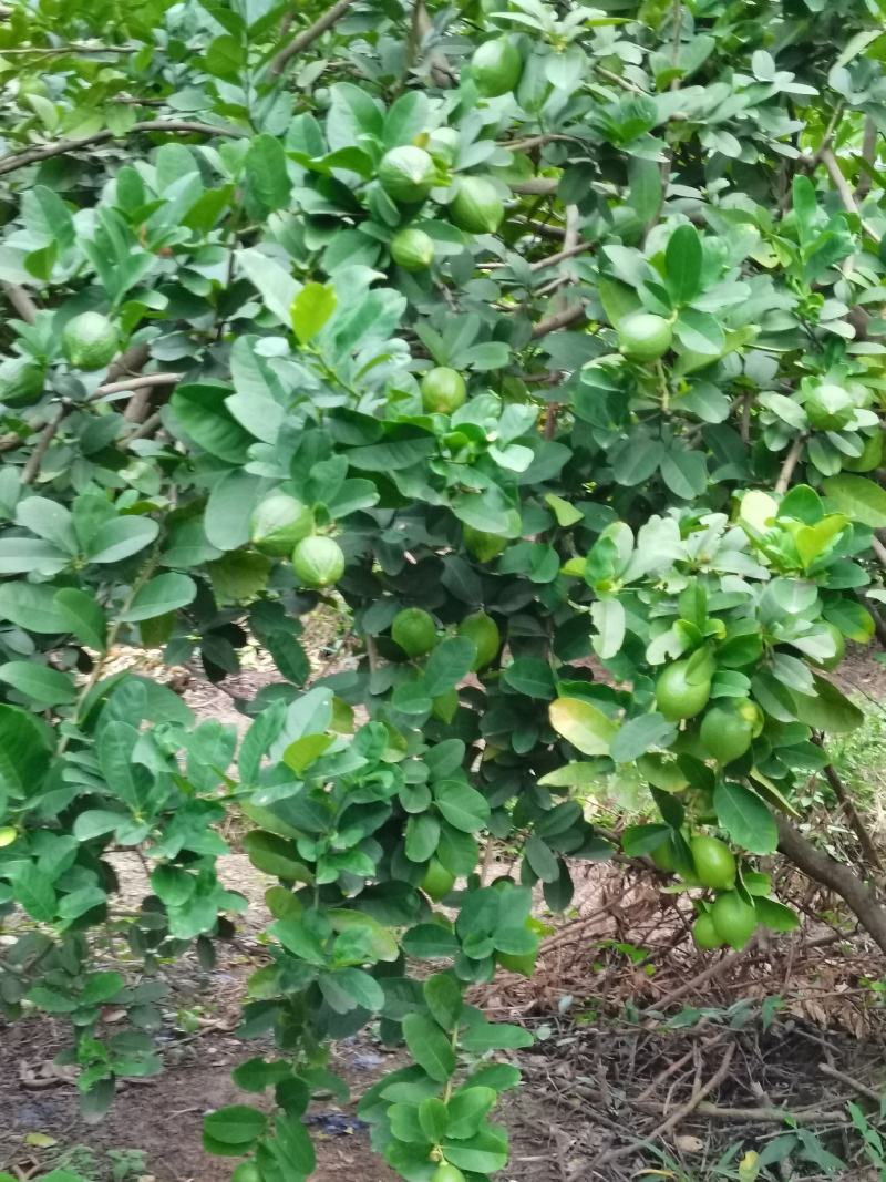 广东香水柠檬，果面外观干净漂亮，柠檬香味浓厚，汁液满满的