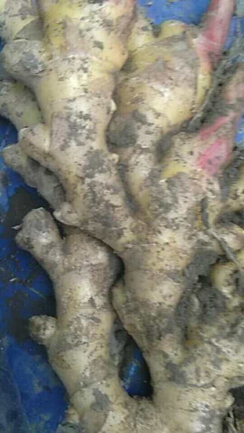 新鲜姜，整车发货，价格可议