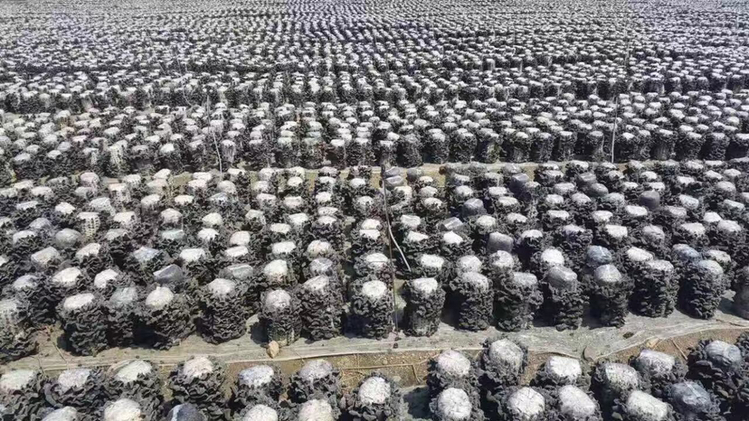 秋木耳种植基地航拍图