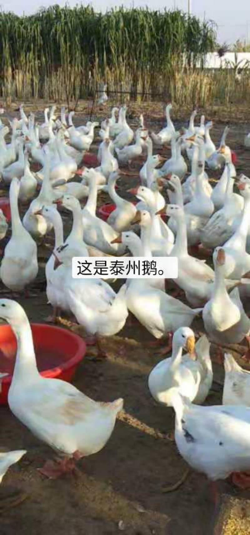 泰州鹅杂交鹅品种纯正包技术包存活包运输实地看货