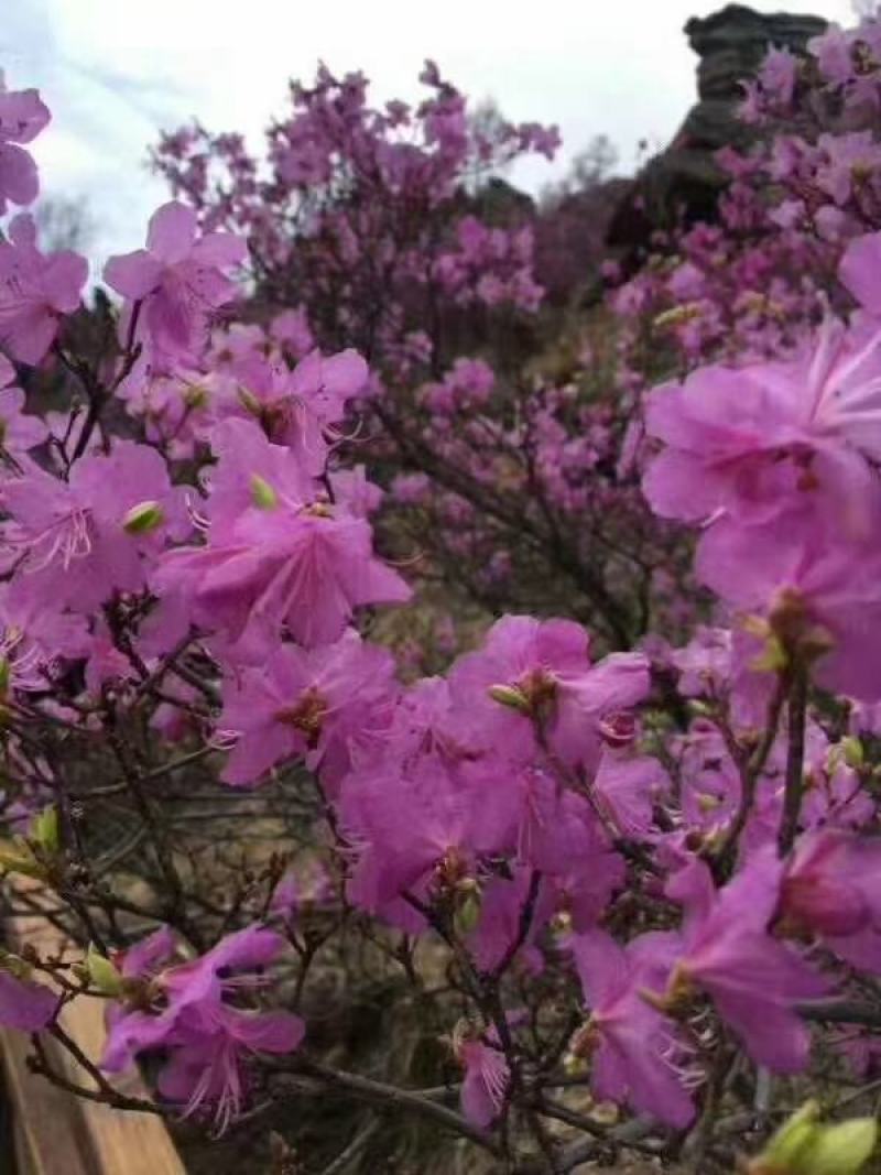 干花杜鹃，遇水就开花，花期长达60天，基地直销，大量供货