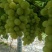 葡萄嫁接苗蓝宝石阳光玫瑰巨峰盆栽地栽当年结果南北方种植