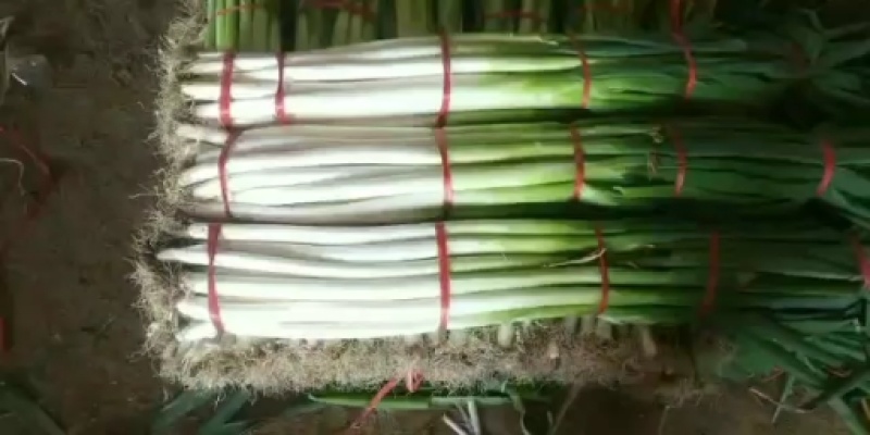 【优质】章丘铁杆大葱，口感脆甜，基地直采，货源稳定，欢迎下单