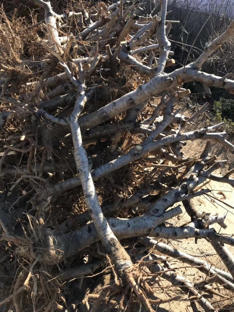占地桃树5-15公分10万株，有需要的老板联系我！