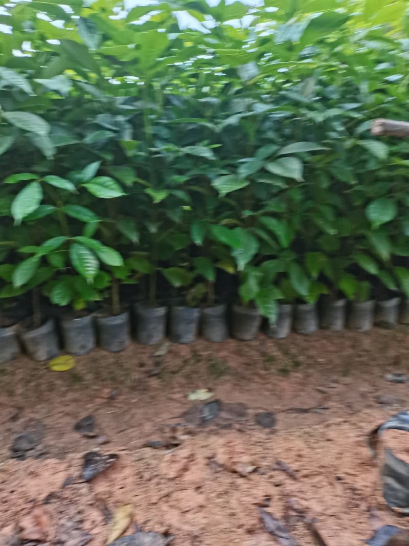 出售小杯，中杯20-200高红花风铃木，需要老板联系