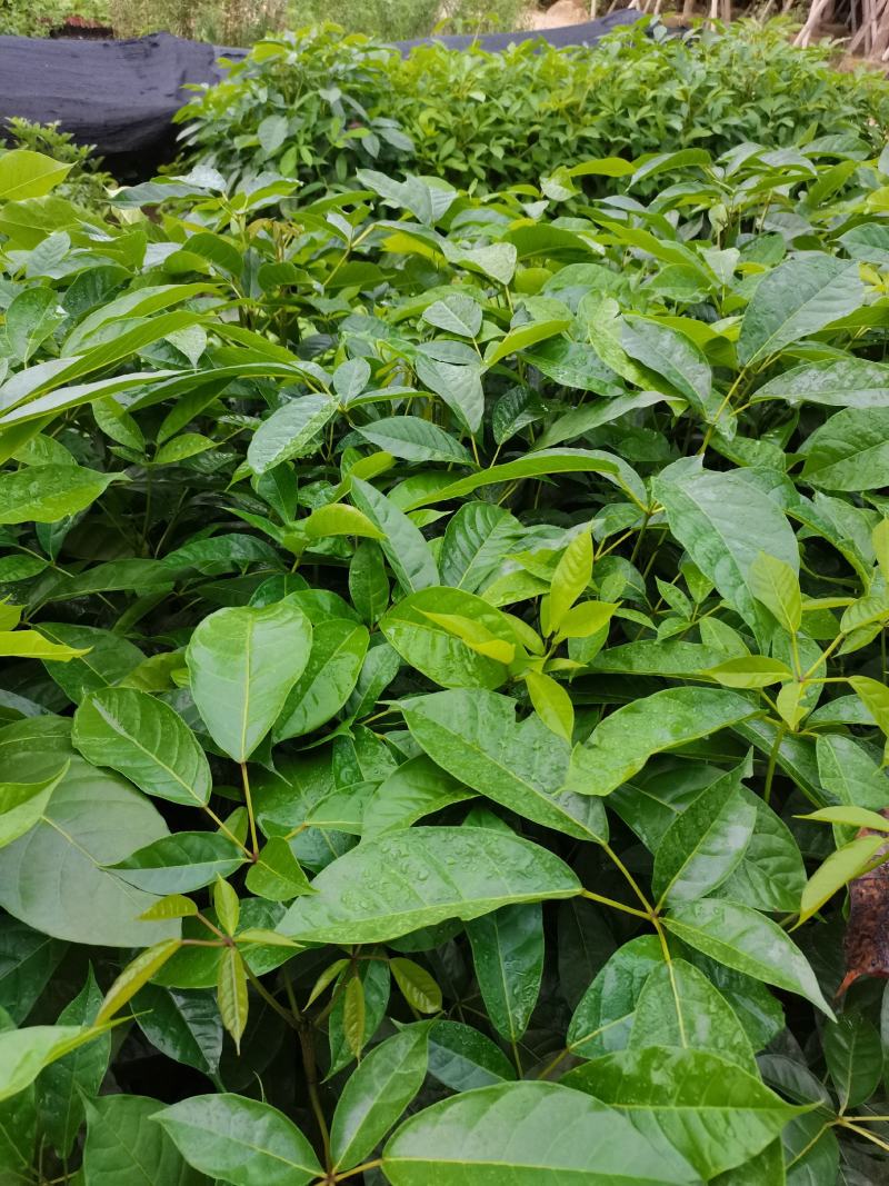 出售小杯，中杯20-200高红花风铃木，需要老板联系