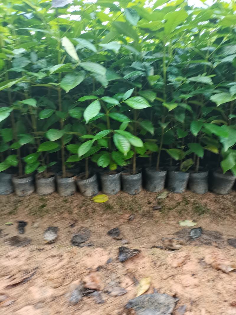 出售小杯，中杯20-200高红花风铃木，需要老板联系