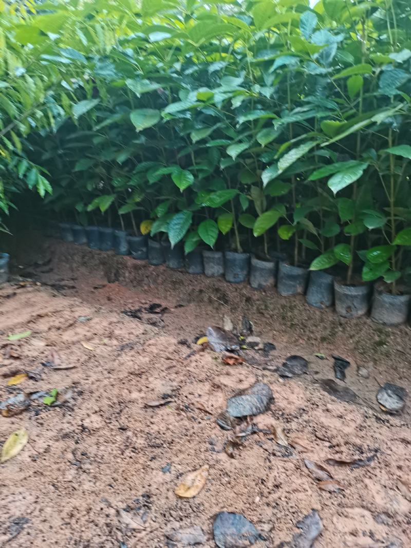 出售小杯，中杯20-200高红花风铃木，需要老板联系