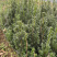 曼迪亚红豆杉大批量出售，自家基地保证品质
