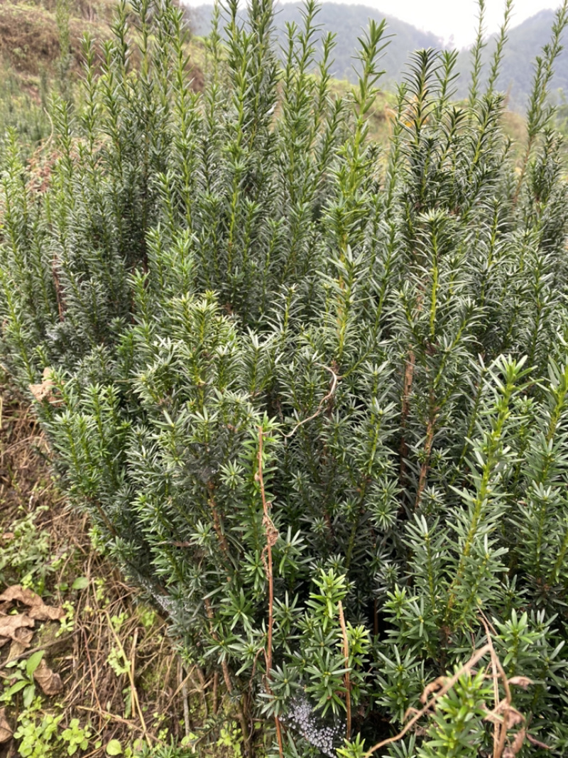 曼迪亚红豆杉大批量出售，自家基地保证品质