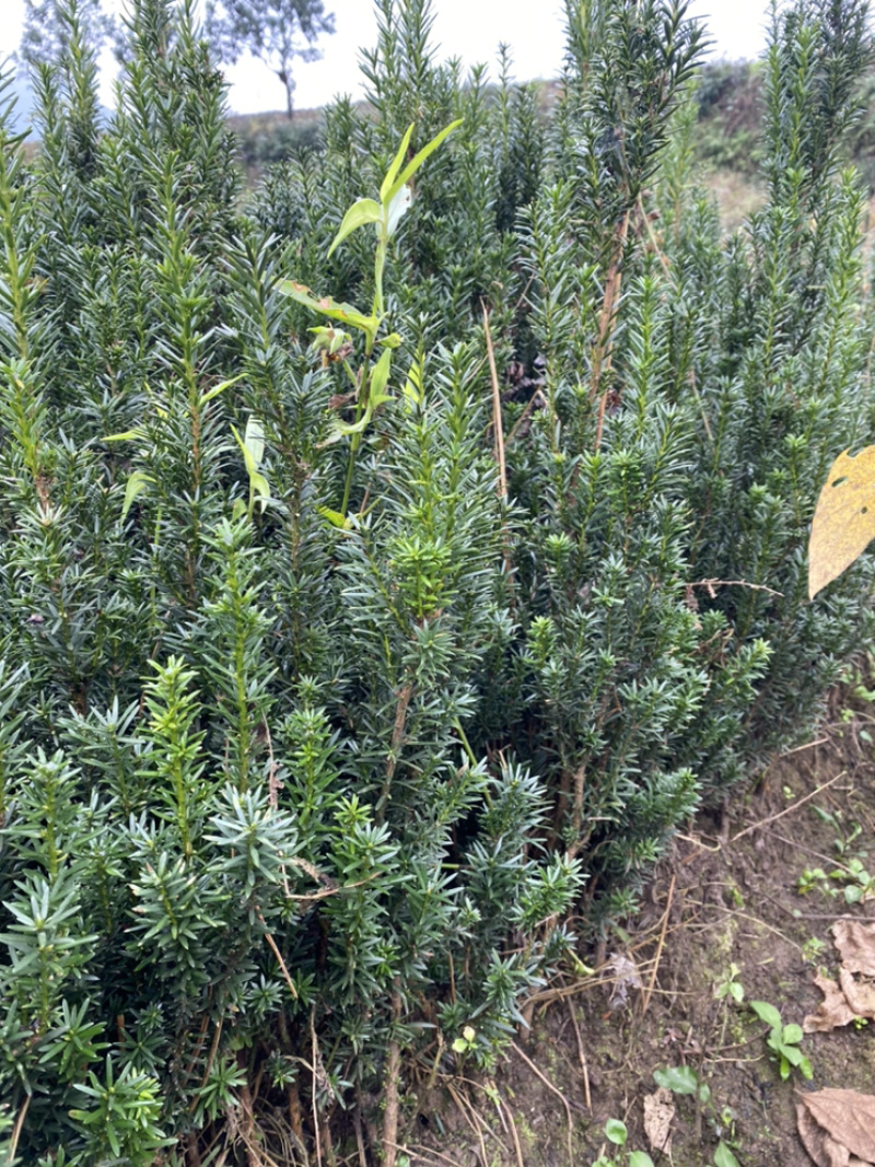 曼迪亚红豆杉大批量出售，自家基地保证品质