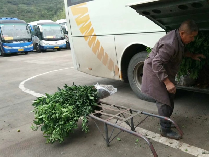 红韵香柑橘苗，优质苗木批发，免费售后技术指导