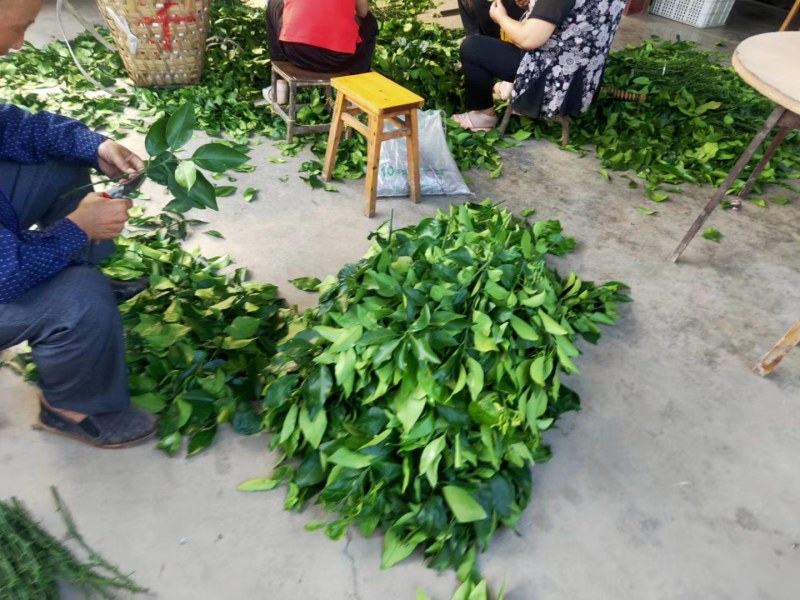 红韵香柑橘苗，优质苗木批发，免费售后技术指导