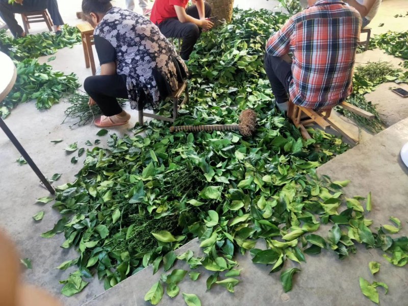 红韵香柑橘苗，优质苗木批发，免费售后技术指导