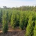 蜀侩精品蜀侩落地冠一级苗蜀侩又称塔柏