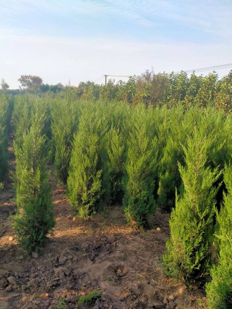 蜀侩精品蜀侩落地冠一级苗蜀侩又称塔柏