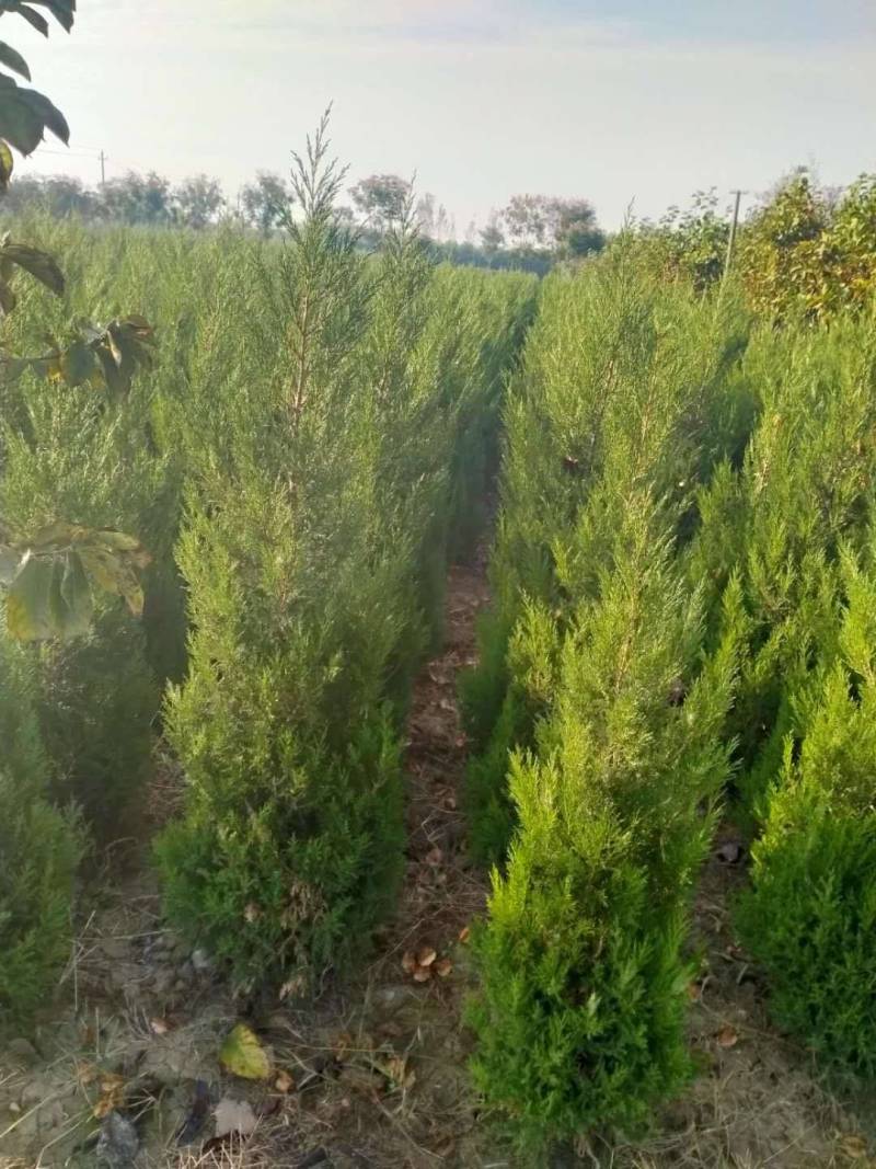 蜀侩精品蜀侩落地冠一级苗蜀侩又称塔柏