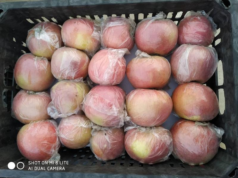 山东膜袋红富士苹果产地果园现摘一手货源低价出售