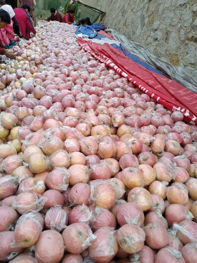 山东膜袋红富士苹果产地果园现摘一手货源低价出售