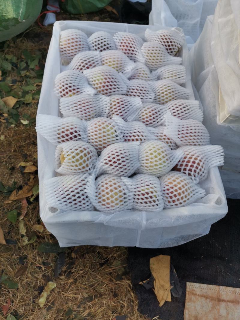 云南冬桃上市了，产地直销，有需要的老板欢迎咨询，谢谢
