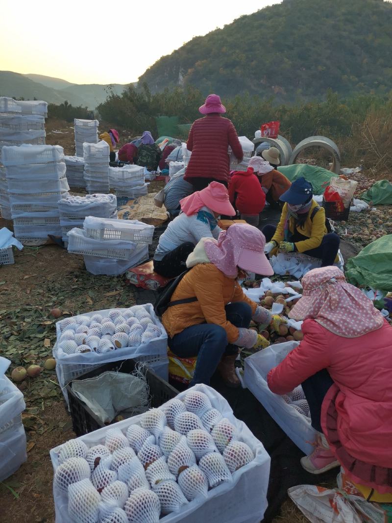 云南冬桃上市了，产地直销，有需要的老板欢迎咨询，谢谢
