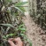 刚竹苗移植苗淡竹移植苗早园竹移植苗雷竹移植苗毛竹