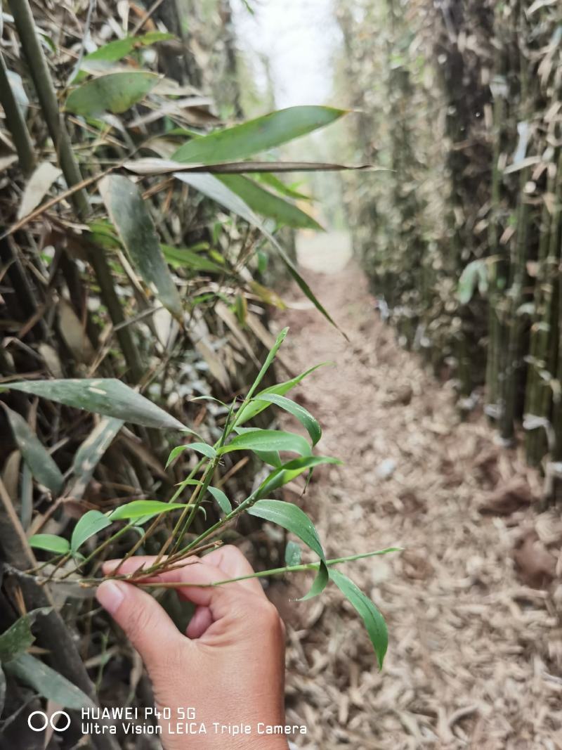 刚竹苗移植苗淡竹移植苗早园竹移植苗雷竹移植苗毛竹