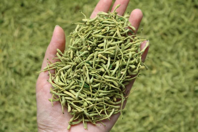 广州人精品特绿金银花干度好无杂质无黄条支持代发