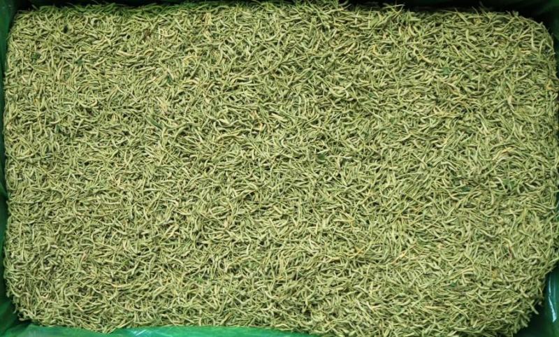 广州人精品特绿金银花干度好无杂质无黄条支持代发