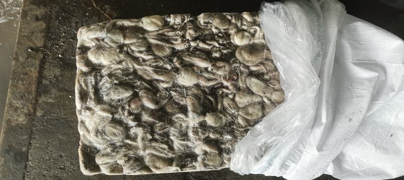 八爪鱼大量现货提供原料