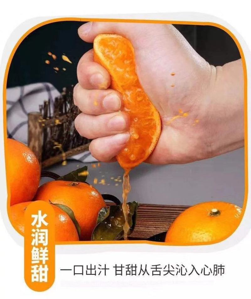宝妈蜜橘，皮薄多汁，入口即化，响誉天下一奇，吃橘带皮*