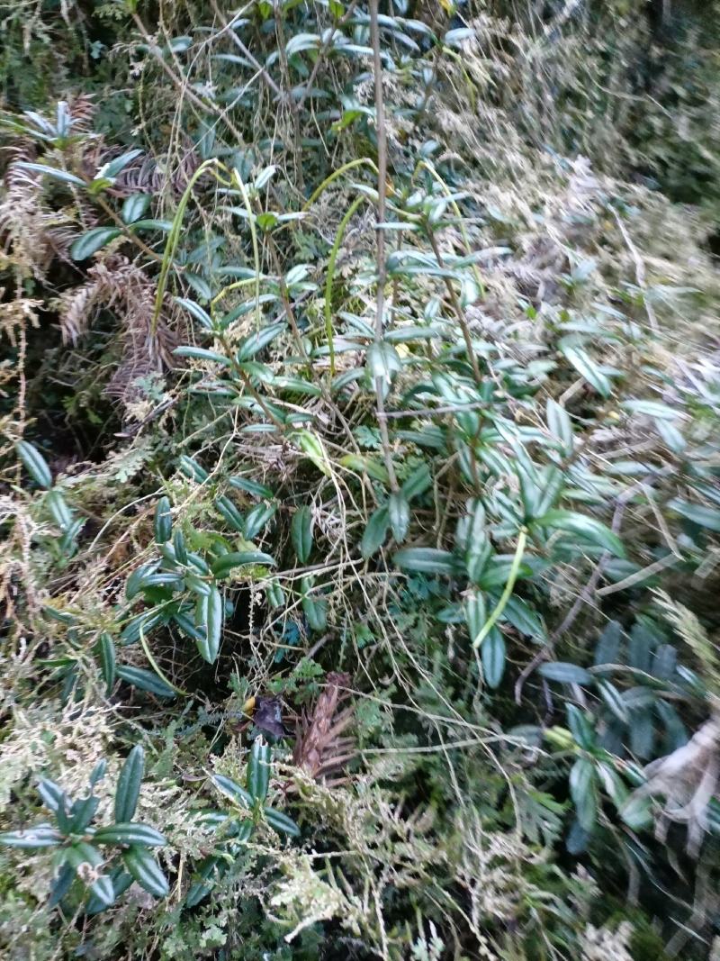 广西桂林市灵川县大境瑶山海拨一千米高的野生石吊兰